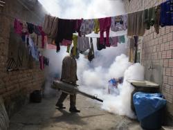 Dodo Finance: WHO reports tenfold increase in dengue cases in the past generation