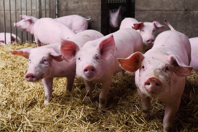 Proyecto gallego: Detección de virus porcinos en granjas mediante análisis del aire – Campo Galego