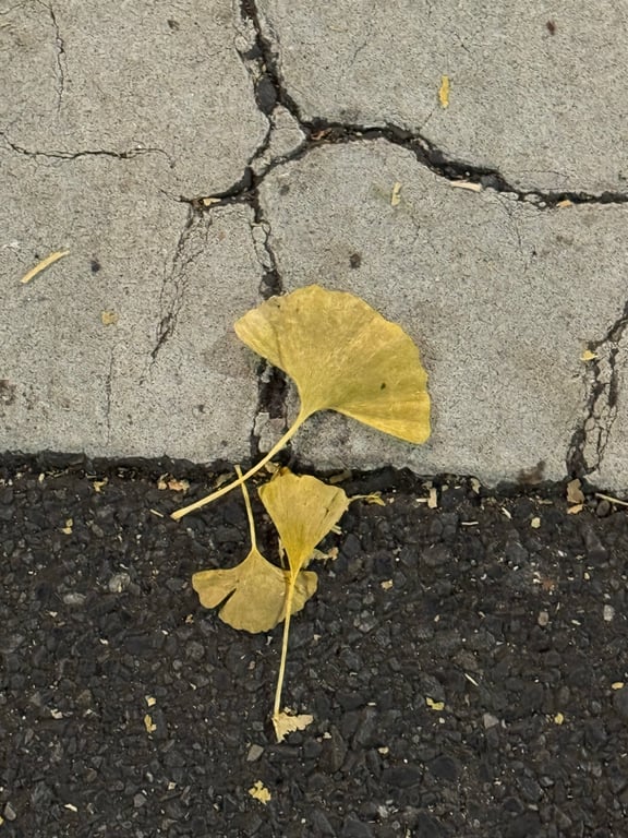 銀杏落下的瞬間，
就像秋天輕輕吻了一下世界。