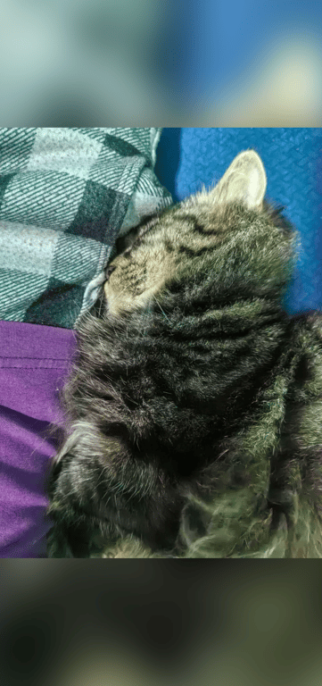 #Virgo #Cat_lover #Feminism #LGBTQ_Rights #Homebody #Astrology