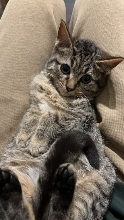 #天秤座 #貓奴 #隨和型 #吃貨 #都可以 #無壓力相處