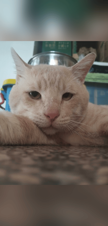 #Taurus #Cat_lover #Imaginative #Guitar_Player #Gamer