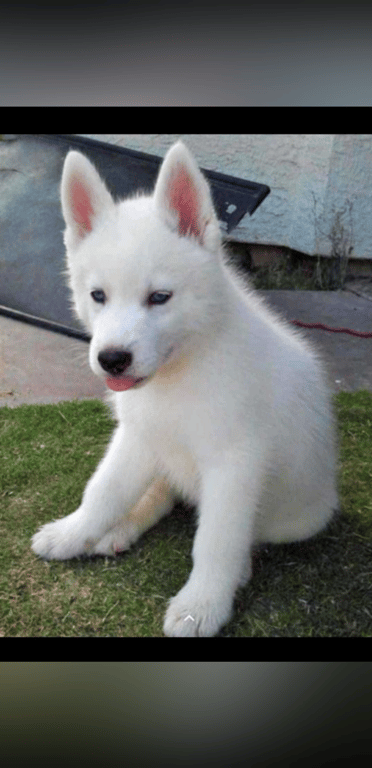 #Scorpio #Cat_lover #Dog_lover #Netflix