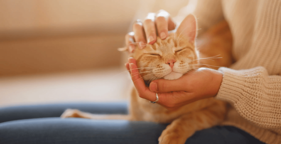 The Purr Effect How Cats Heal Us in Ways We Don’t Expect
