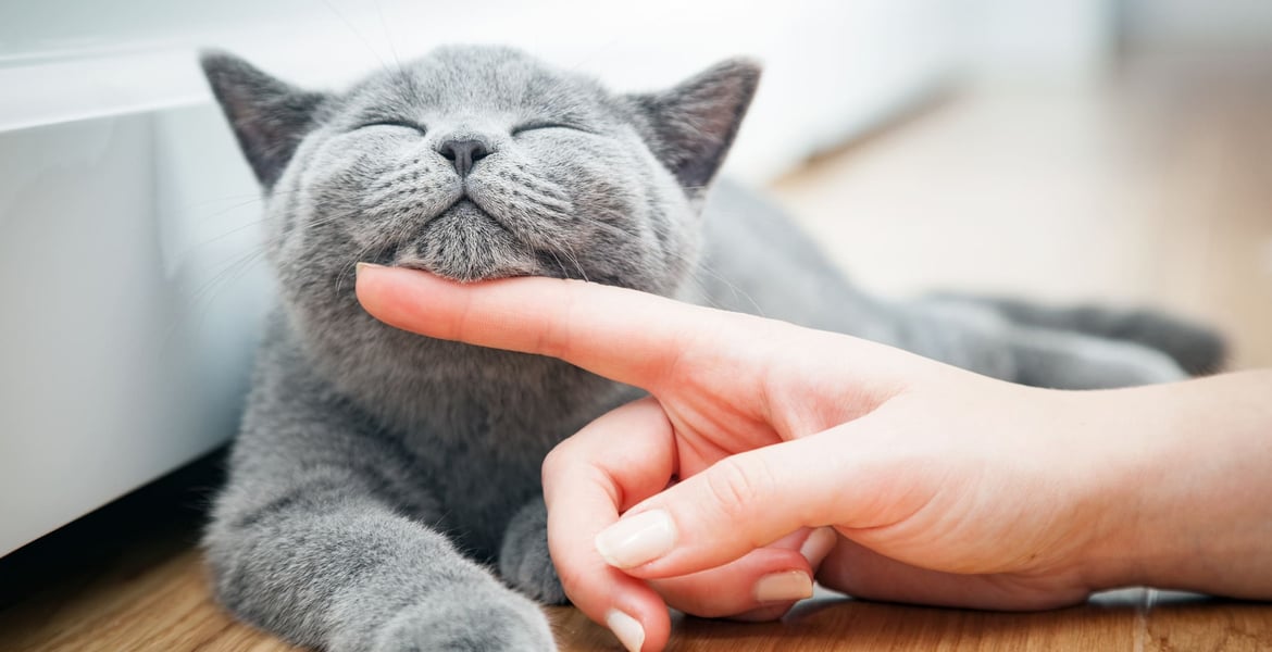 What If It Wasn’t You Who Adopted the Cat?