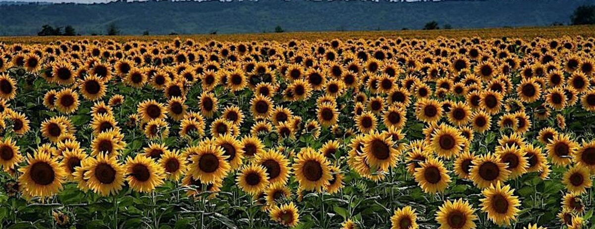 Carols of Birds, Bells and Peace from Ukraine, Ensemble Cherubim Concert -  industry in Los Angeles CA