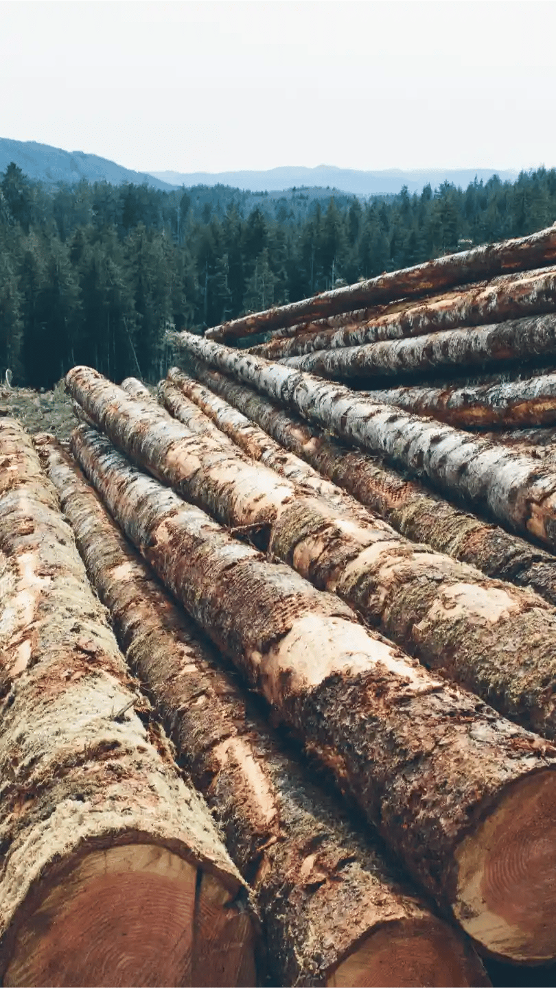 Freshly cut logs stacked at a forest landing with timbered hills beyond