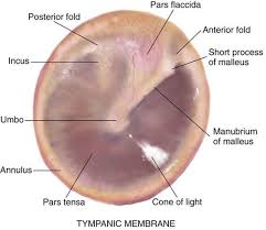 otoscopy microsuction earwax removal the audiology place