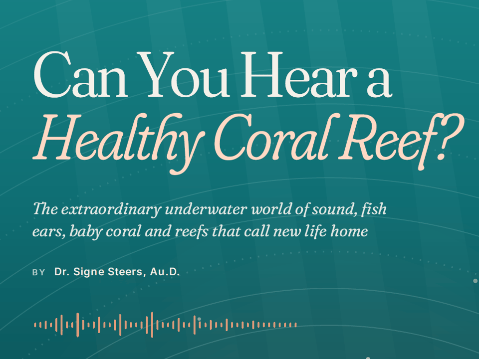 Can you hear a Coral Reef? - The Audiology Place poster like teal image with the headline can you hear a healthy coral reef and a cursive subtitle about the underwater world of sound includes a coral reef themed background and a waveform graphic at the bottom can you hear a coral reef the audiology place sydney independent hearing clinic
