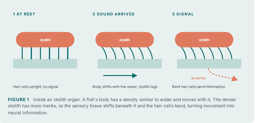 Screenshot 732 - The Audiology Place three panel diagram 1 at rest with upright hair cells 2 sound arrives with lagging otolith 3 signal with bent hair cells sending info screenshot 732 can you hear a healthy coral reef the audiology place