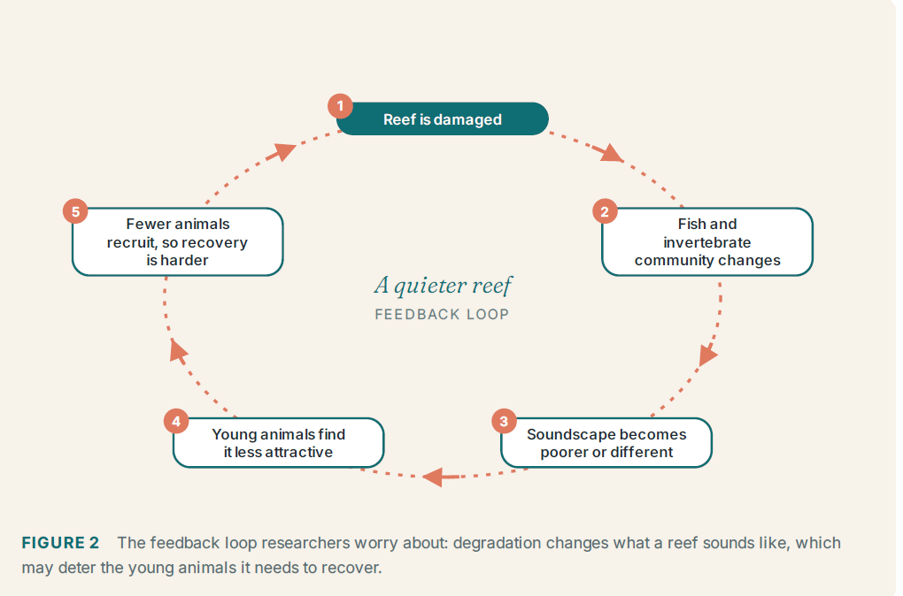 Screenshot 733 - The Audiology Place circular infographic titled a quieter reef showing a five step feedback loop 1 reef damaged 2 fishinvertebrate changes 3 sounds poorer or different 4 young animals less attracted 5 fewer recruits harder recovery screenshot 733 can you hear a healthy coral reef the audiology place