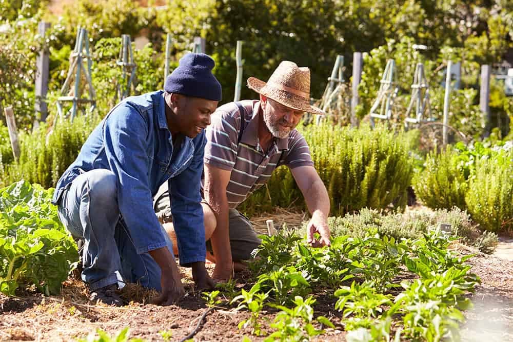 Volunteers gardening together in an outdoor community garden for Timebank Ireland.