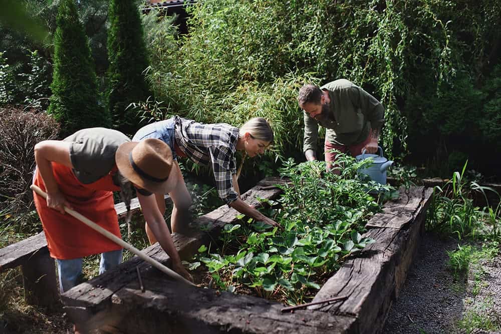 Volunteer gardening project organized by Timebank Ireland involving community members planting and maintaining a shared garden.