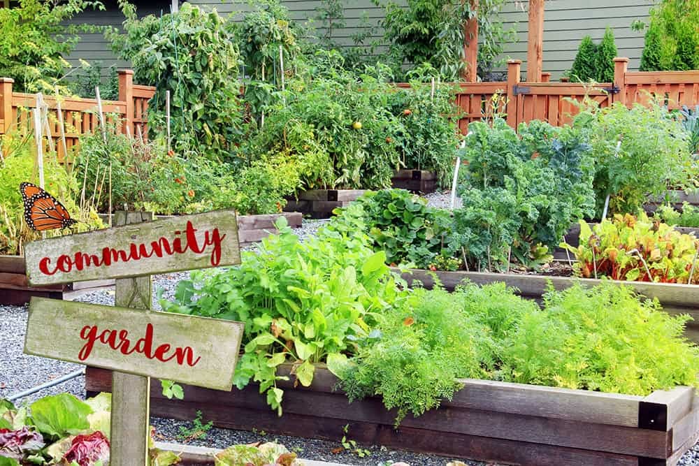 Lush community vegetable garden with various greens and flowers, surrounded by wooden fences.
