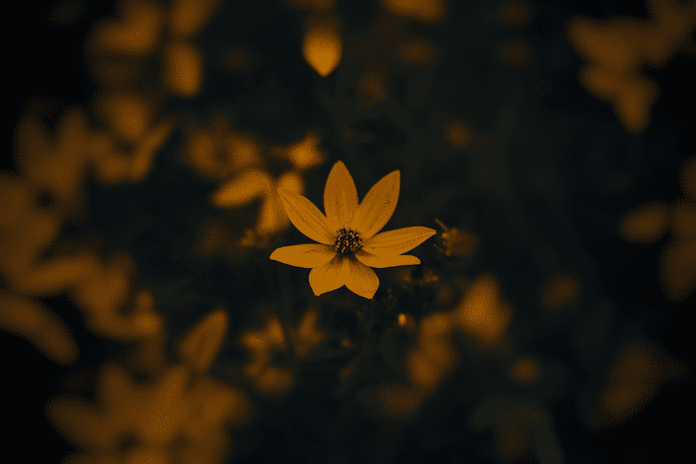 A solitary autumn flower, vibrant and resilient amidst the golden hues of an Irish landscape, symbolizing the strength and unity of the Meitheal spirit.