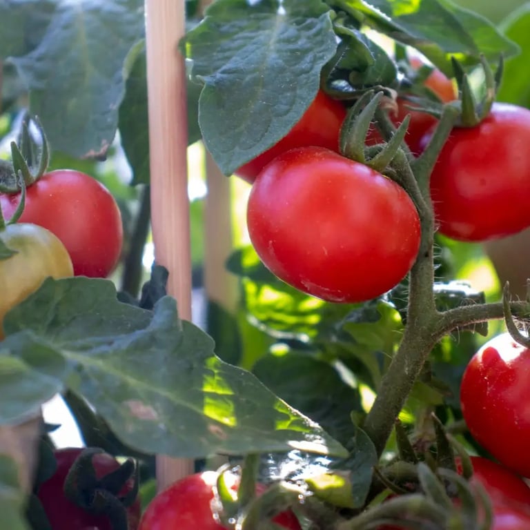Tomato