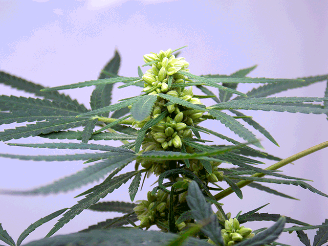 Make Silver Thiosulfate Solution (STS) for Feminized Seeds 1