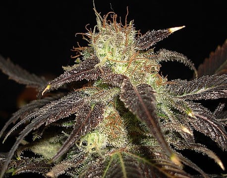 best high yield autoflower strains auto-diesel