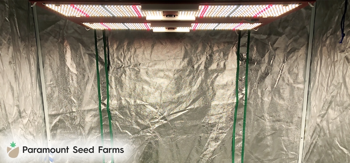 Best LED Grow Lights for Cannabis