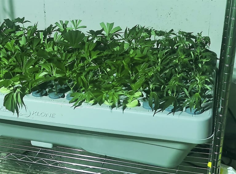 Essential: Cloning Weed with an Aero Cloner