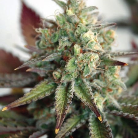 best high yield autoflower strains critical-2-xl-auto