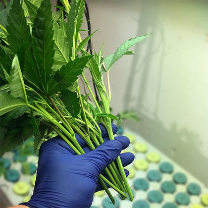 how to: cloning cannabis with an aero cloner Cannabis Clone Cuts