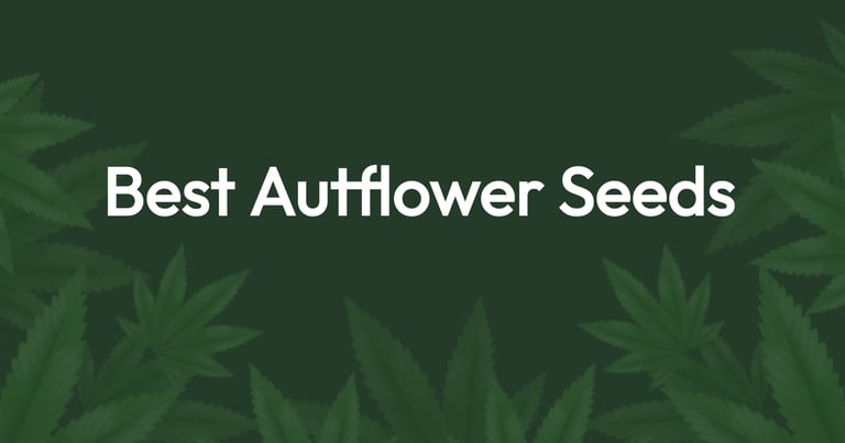 best autoflower seeds