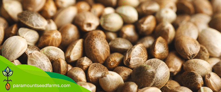 How to Make Feminized Seeds