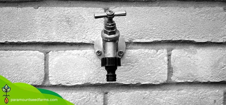 Tap Water in Hydroponics