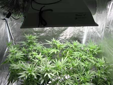 Hydro DWC System Cannabis Plant
