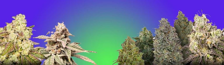 best strains for pain