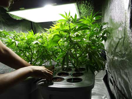Cannabis Defoliation Tutorial: How to Increase Yields Removing Leaves 4