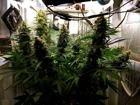 Cannabis Low Stress Training (LST): Complete Guide 1
