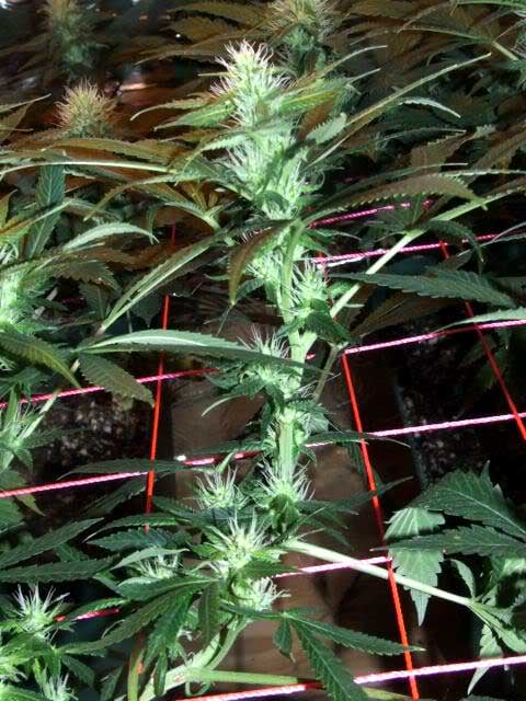 scrog plant training