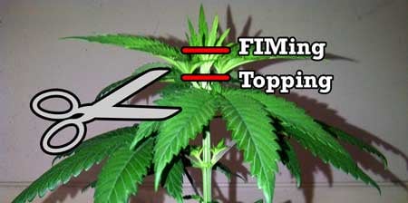 Topping vs FIMing Cannabis Plants: Full Tutorial 2