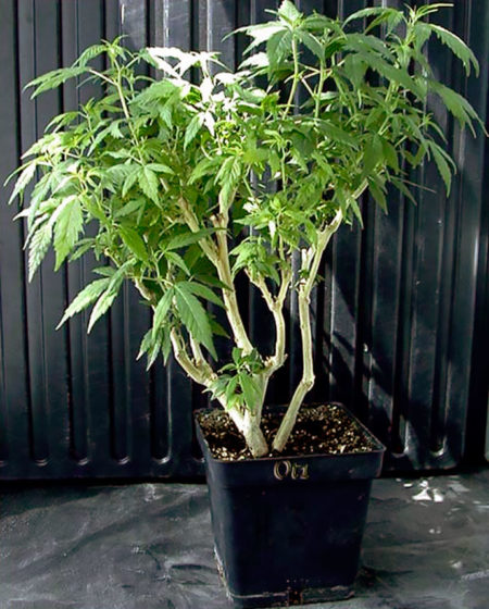 bonsai mother plant cannabis