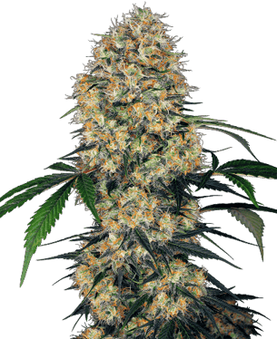 best high yield autoflower strains amnesia xxl auto