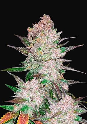 best high yield autoflower strains cream cookies autoflowering strain