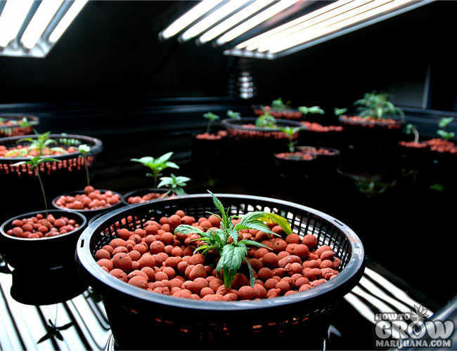 6 Ultimate Different Types of Hydroponic Systems: Grow Bigger w/ Less Water 1