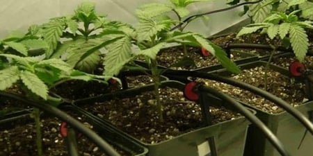 Drip Hydro System