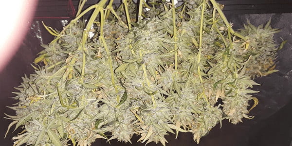 drying marijuana plant
