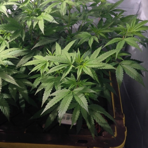 Aeroponics System Cannabis Growing Technique