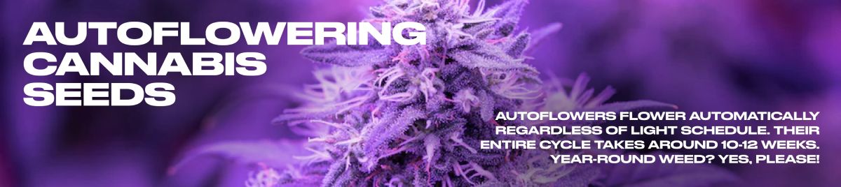 Growing Auto Flower Marijuana