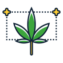 autoflowering cannabis icon