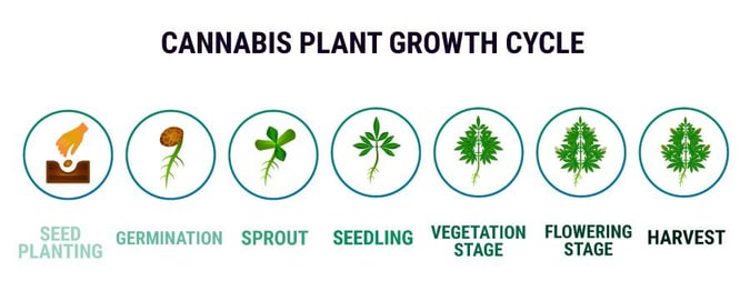 Marijuana Plant Stages of Growth Cycle