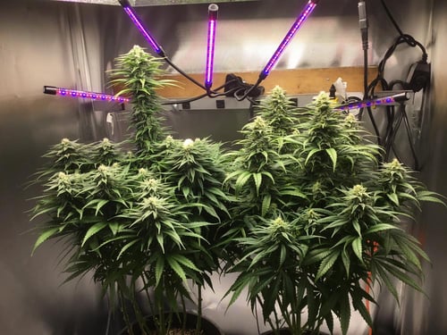 best nutrients for weed