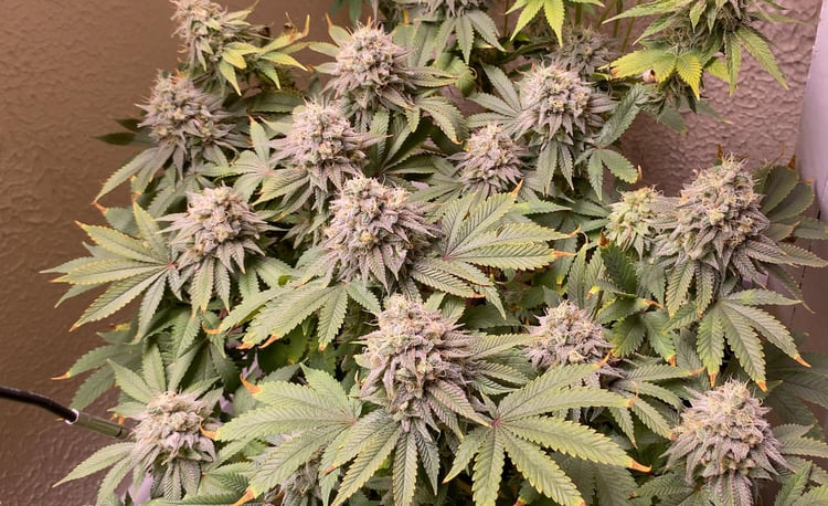 best nutrients for weed