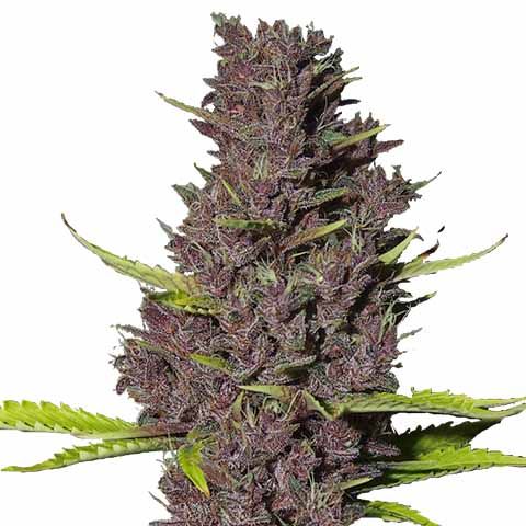 Blue Dream