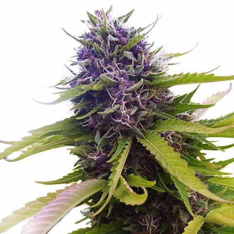 Blueberry