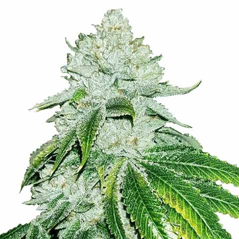 Gelato